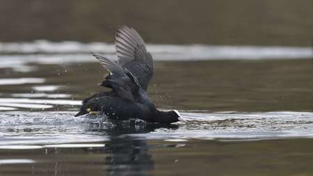 Eurasian Coot (Fulica atra), Creteの写真素材