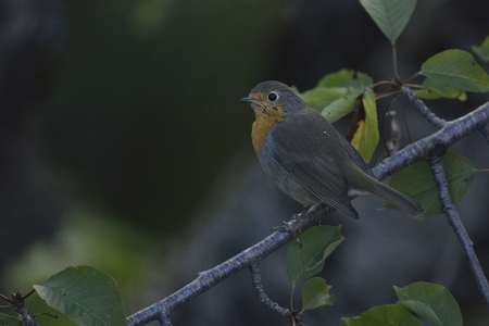 European Robin - Erithacus rubecula, Greece
