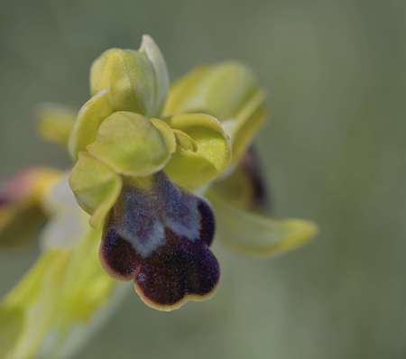 Ophrys creberrima, Creteの写真素材