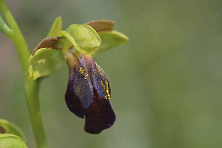 Ophrys kedra, Creteの写真素材