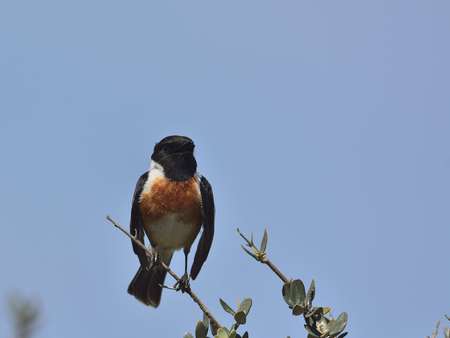 A male Common Stonechat (Saxicola rubicola), Crete