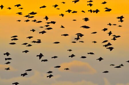 Starlings (Sturnus vulgaris)の写真素材
