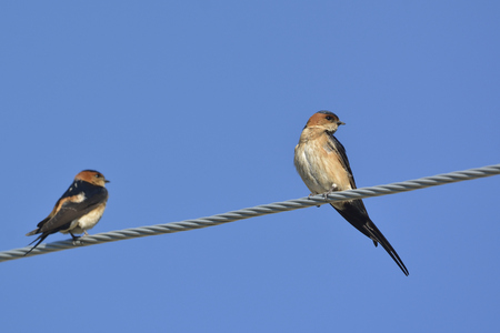 Red-Rumped Swallow (Hirundo daurica)の写真素材