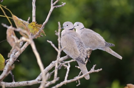 Eurasian Collared Dove (Streptopelia decaocto)の写真素材