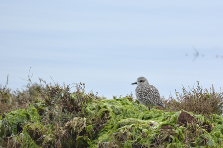 Grey Plover (Pluvialis squatarola)の写真素材