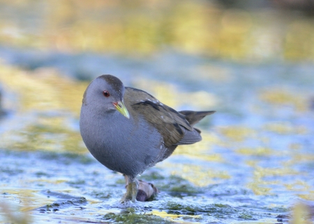 Little Crake (Porzana parva), Greeceの写真素材