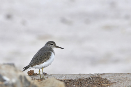 Common Sandpiper (Actitis hypoleucos) Crete, Greeceの写真素材