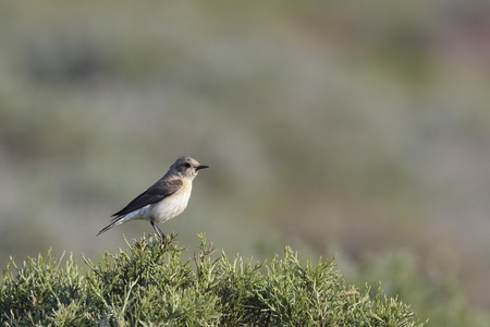 Black-eared Wheatear (Oenanthe hispanica), Creteの写真素材