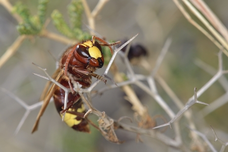 Oriental Hornet or Multiple Hornet (Vespa orientalis)の写真素材