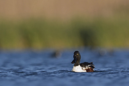 A male Shoveler - Anas clypeata, Crete