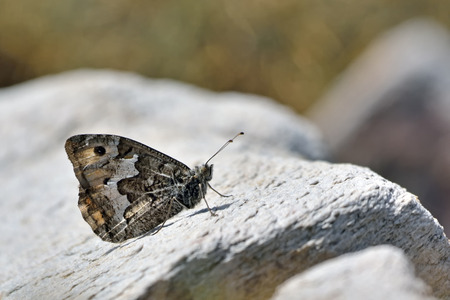 Pseudochazara anthelea (White-banded Grayling), Crete