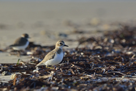 Greater Sand Plover (Charadrius leschenaultii), Greece
