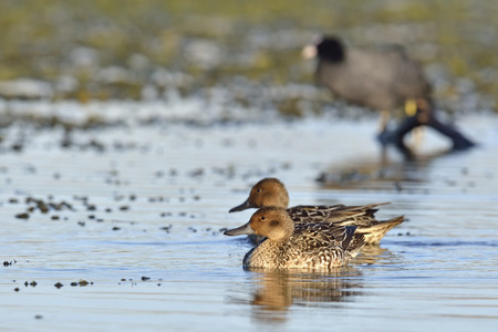 Pintail or Northern Pintail (Anas acuta), Crete