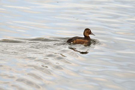 Ferruginous Duck - Aythya nyroca, Creteの写真素材