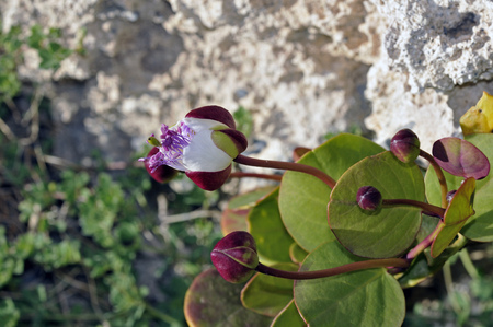 Capers (Capparis spinosa), Creteの写真素材
