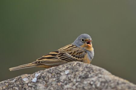 CretzschmarÂ´s Bunting - Emberiza caesia, Lesbos, Greeceの写真素材