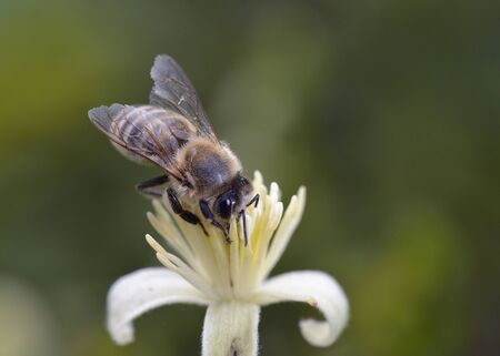 European honey bee - Apis mellifera, Greece