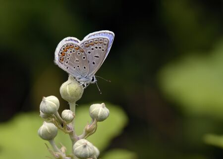 Common Blue - Polyommatus icarus, Greeceの写真素材