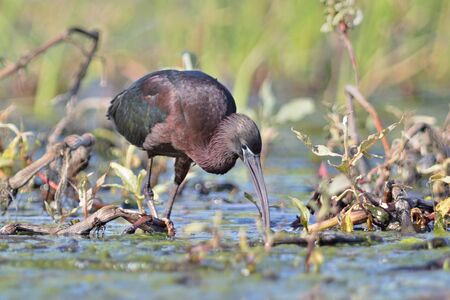 Glossy Ibis - Plegadis falcinellus, Creteの写真素材