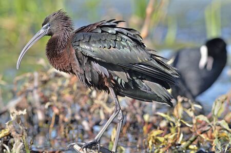 Glossy Ibis - Plegadis falcinellus, Creteの写真素材