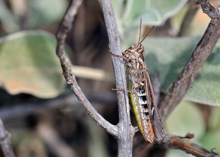 Gomphocerinae, the slant-faced grasshoppers, are a subfamily of grasshoppers, Crete