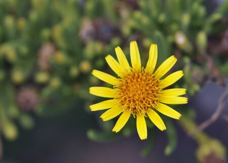 Golden samphire (Inula crithmoides), Creteの写真素材