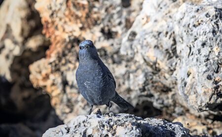Blue Rock-thrush (Monticola solitarius) , Greeceの写真素材