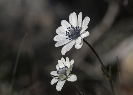 Anemone hortensis subsp. heldreichii , endemic of Cretan areaの写真素材