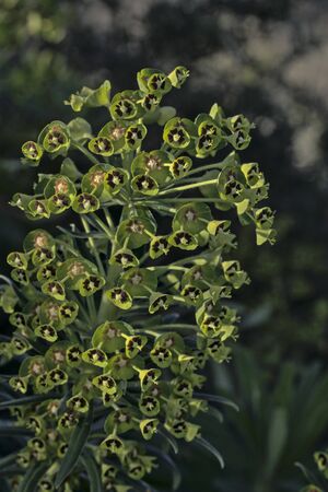 Euphorbia characias, the Mediterranean spurge or Albanian spurge, Creteの写真素材