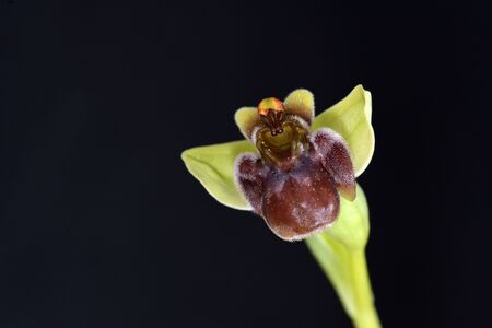 Bumblebee Orchid (Ophrys bombyliflora), Creteの写真素材