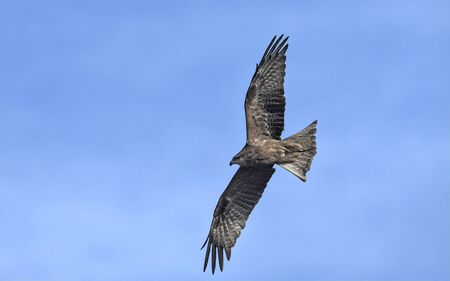 Milvus migrans (Black Kite), Crete