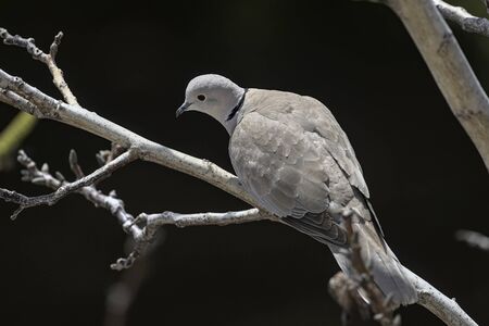 Eurasian Collared Dove (Streptopelia decaocto), Greeceの写真素材