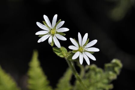 Flowers of chickweed (Stellaria media), Creteの写真素材