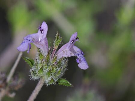 Winter Savory (Satureja thymbra), Crete