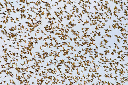 Starlings - Sturnus vulgaris, Greeceの写真素材