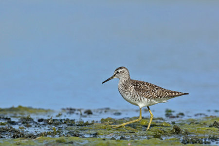 Wood Sandpiper - Tringa glareola, Creteの写真素材