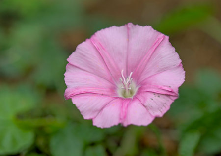 Convolvulus arvensis (field bindweed) is a species of the morning glory family (Convolvulaceae), Creteの写真素材