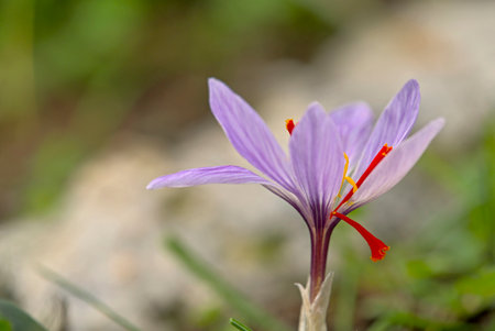 Flower of Crocus cartwrightianus, Creteの写真素材