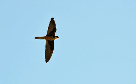 Eleonora's Falcon (Falco eleonorae)の写真素材