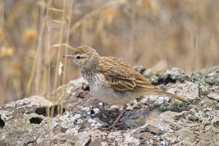 Berthelots Pipit (Anthus berthlotii madeirensis), Madeira