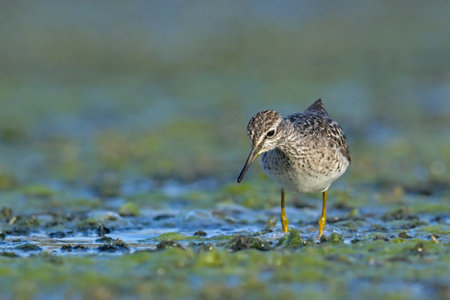 Wood Sandpiper - Tringa glareola, Creteの写真素材