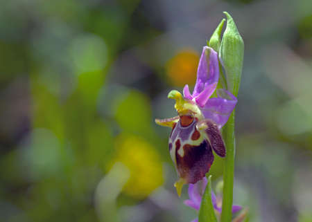 Flower of Ophrys heldreichii, Creteの写真素材