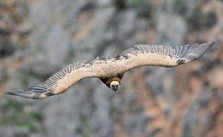 Griffon Vulture (Gyps fulvus), Creteの写真素材