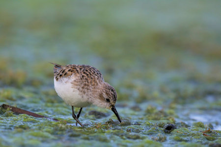 Little Stint (Calidris minuta), Crete, Greeceの写真素材