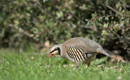 Chukar Partridge (Alectoris chukar), Greeceの写真素材