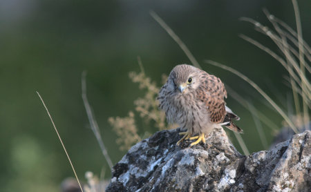 Juvenile Kestrel (Falco tinnunculus), Greeceの写真素材
