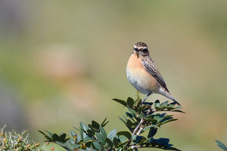 Whinchat - Saxicola rubetra, Crete, Greeceの写真素材