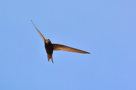 Apus apus (Common Swift, European Swift, Swift), Greece