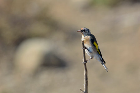 Goldfinch (Carduelis carduelis), Creteの写真素材