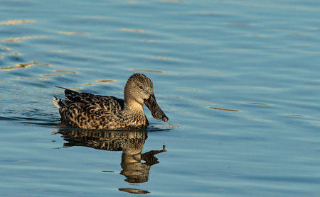 A male Shoveler - Anas clypeata, Creteの写真素材